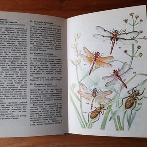 Vintage book about insects &quot; School atlas key to invertebrates &quot; - Illustrations of beetles, spiders, butterflies, dragonflies, snails