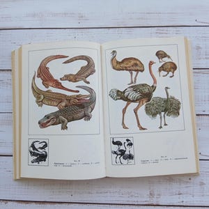 May include: An open book featuring detailed colour illustrations of various crocodiles on the left page and flightless birds like ostriches, emus, and kiwis on the right page, accompanied by small black and white diagrams and Russian text captions.