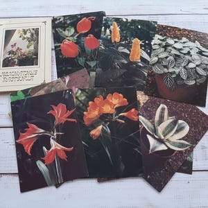 Set di 14 cartoline botaniche d'epoca - Illustrazioni di piante - cartoline fotografiche a colori - Cartoline di piante da appartamento - decorazioni botaniche