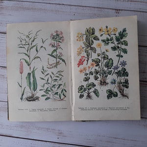 livre botanique vintage avec dessins en couleur et illustrations en noir et blanc - Herbes de la forêt - Impressions d'illustrations d'herbes, de fleurs et de champignons