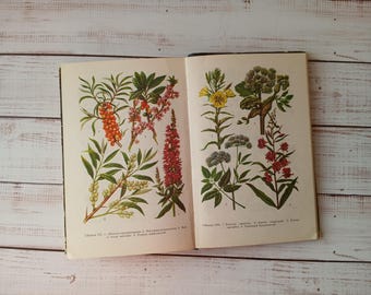 Medicinal Plants - Vintage botany book with beautiful color drawings - Wild Forest Herbs Flower Illustration