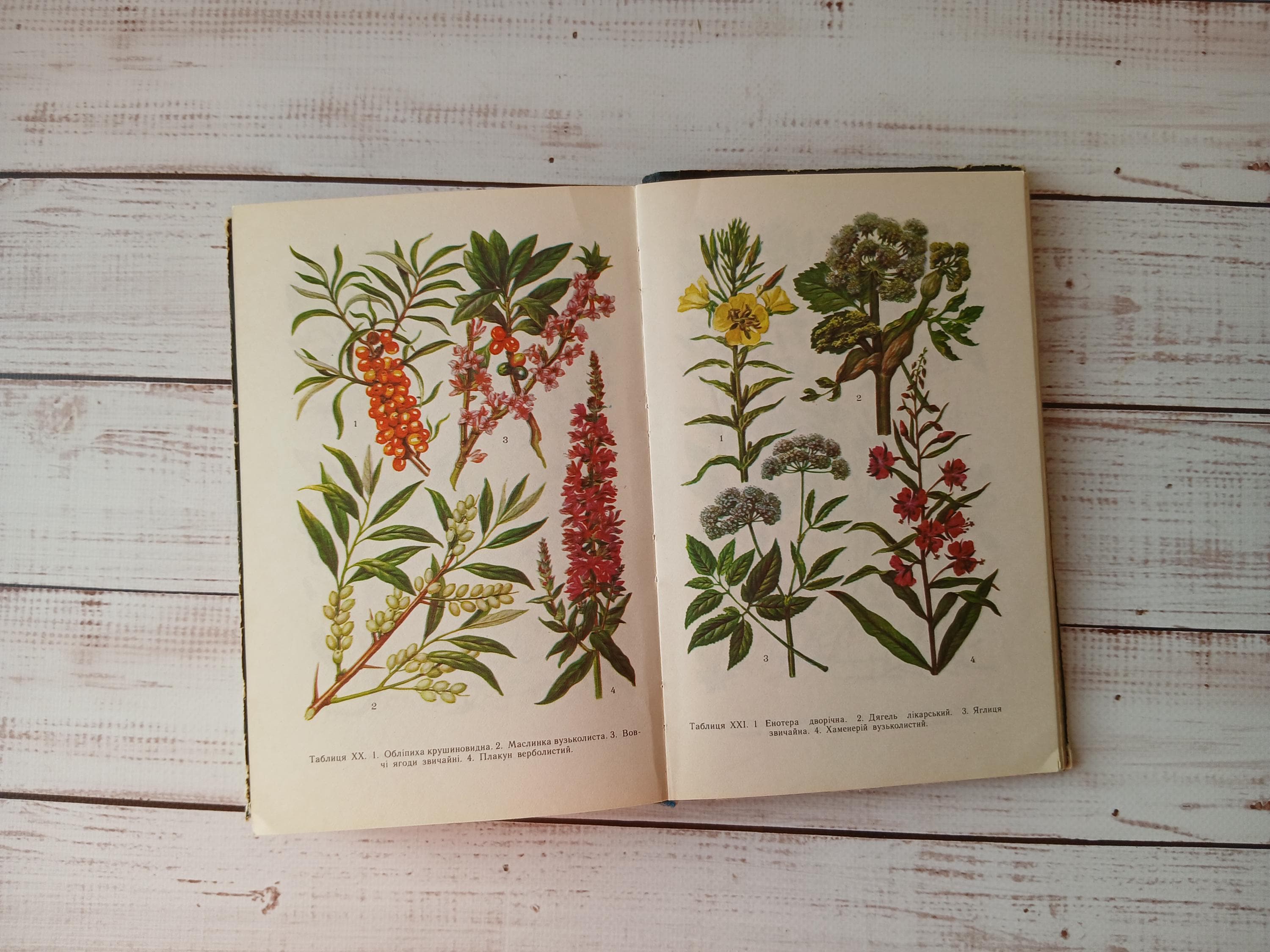 Medicinal Plants - Vintage botany book with beautiful color drawings - Wild Forest Herbs Flower Illustration