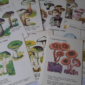 Mushroom illustrations set of 22 - Vintage postcard mushrooms - decor mushrooms - botanical postcards - mushroom print - botanical set