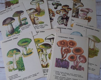 Mushroom illustrations set of 22 - Vintage postcard mushrooms - decor mushrooms - botanical postcards - mushroom print - botanical set