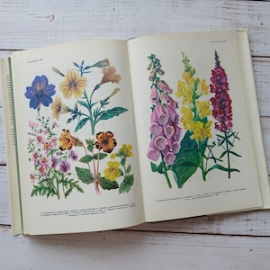 Livre botanique vintage avec plus de 85 illustrations en couleur de plantes médicinales et de fleurs - Illustrations botaniques d'herbes