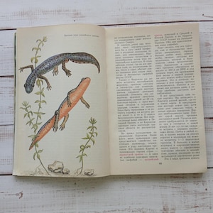 Könnte beinhalten: Eine aufgeschlagene Buchseite mit einer detaillierten farbigen Illustration von zwei Molchen, einer mit einem dunkel gemusterten Rücken und einer mit einer leuchtend orangefarbenen Unterseite, inmitten von Wasserpflanzen. Die gegenüberliegende Seite enthält russischen Text.