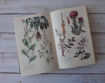 Heilpflanzen – Vintage-Botanikbuch mit wunderschönen Farbzeichnungen – Wilde Waldkräuter-Blumenillustration