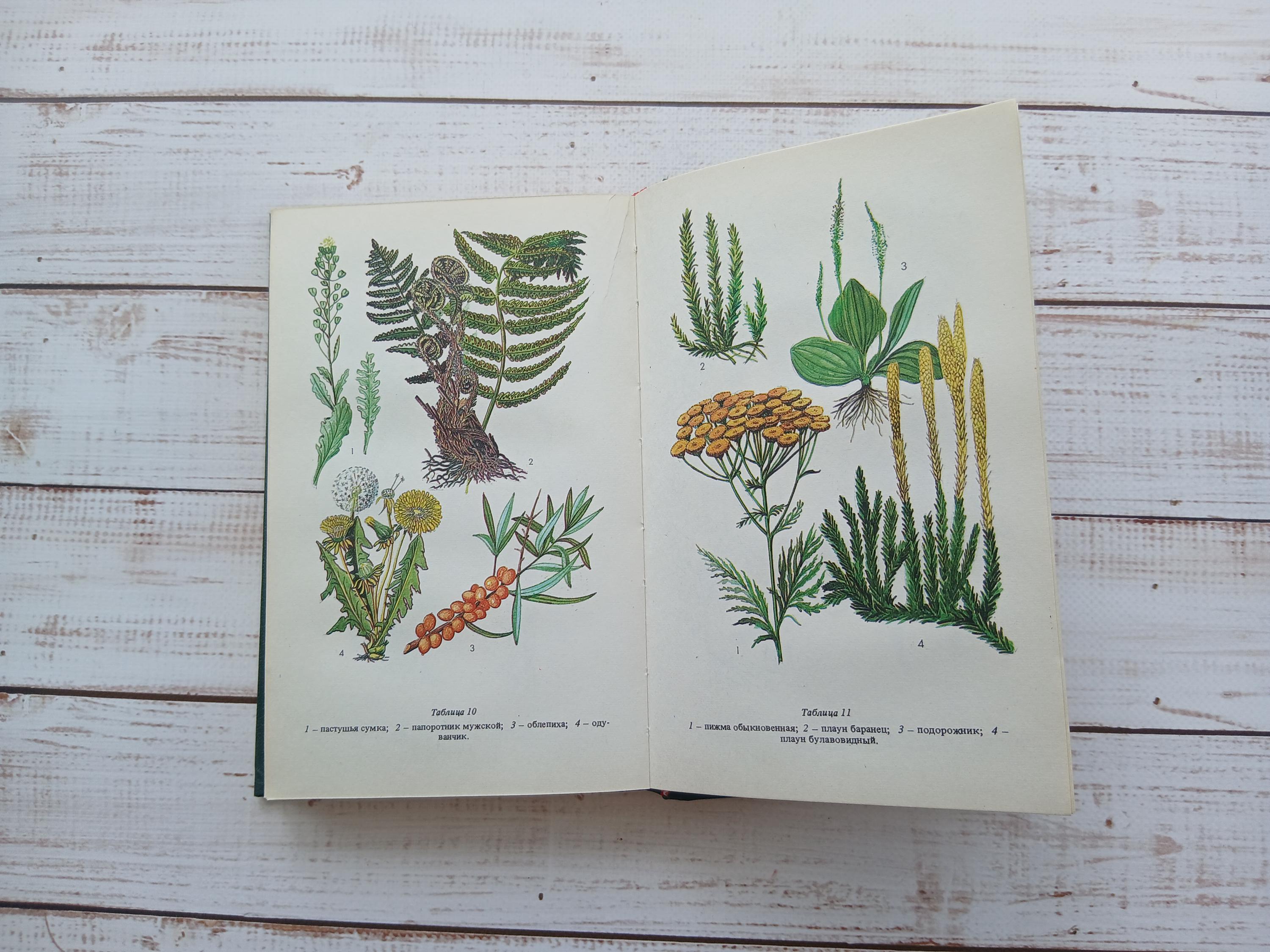 Botanical Key Book Vintage Botanical Book With Color Drawings - Wild Forest Herbs, Flower ...