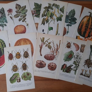 Ensemble d'impressions botaniques - illustrations de légumes vintage - 12 pages réversibles de dessins de pastèques, melons, pommes de terre - Papier éphémère