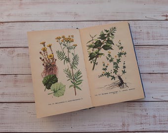 Książka botaniczna vintage z kolorowymi rysunkami i czarno-białymi ilustracjami - Leśne ziołowe lekarstwo - Zioła Kwiat