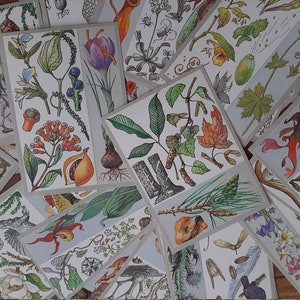 Juego de 32 postales botánicas ucranianas vintage - Ilustraciones de hierbas - Postales a color - Postales de plantas de interior - Decoración botánica