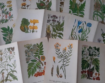Vintage medicinal plants pages - 8 Double pages flowers drawings - Botanical print set - Wild forest plants - Paper ephemera