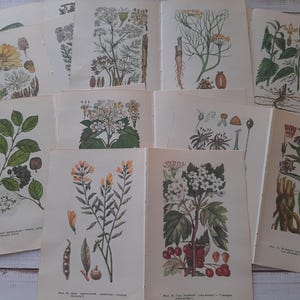 Páginas de libro botánico vintage - 8 páginas dobles de plantas medicinales - Ilustración de pintura de flores - Collage de pintura de la naturaleza - Papel efímero