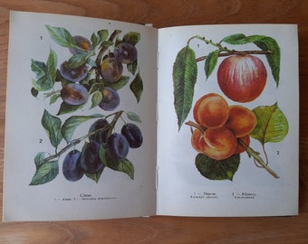 Vintage Botanisches Buch - Pflanzen Zeichnungen - 32 Schöne Farbe Zeichnungen - Wilder Wald krautige Droge - Kräuter Blumen Illustration - Pilze