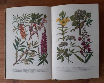 Vintage botanisches Buch mit Farbzeichnungen und Schwarz-Weiß-Illustrationen – Walddroge – Kräuterblume