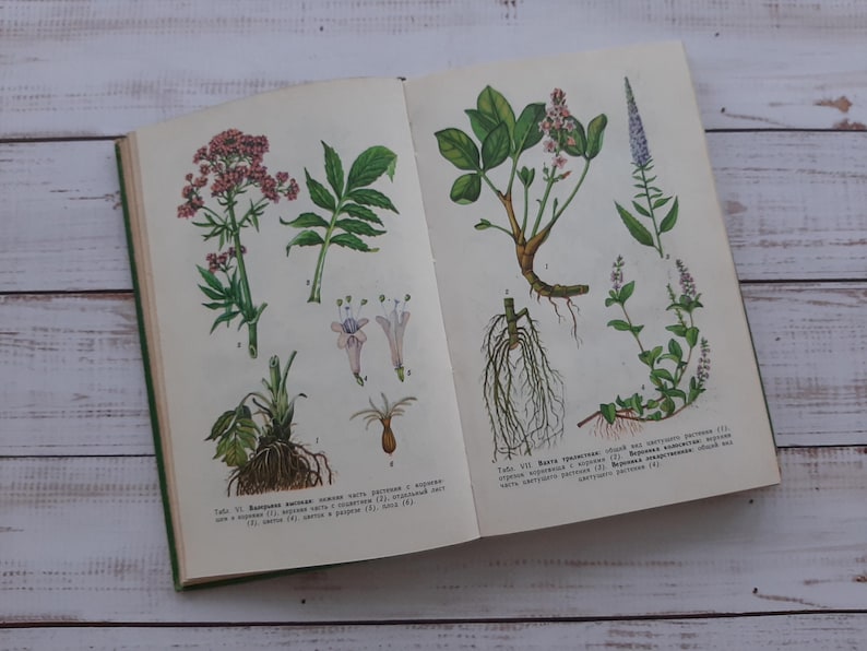Vintage Botanical Book: 45+ Color Herb & Flower Illustrations - Etsy