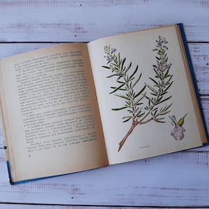 Medicinal plants - Beautiful color drawings - Vintage botanical book - Wild forest herbs and flower Illustration