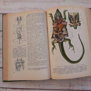 Animals book - Vintage Illustrated book - Hunting Animals Birds book - Reading book on zoology - Whales, snakes, insects - Entomology book
