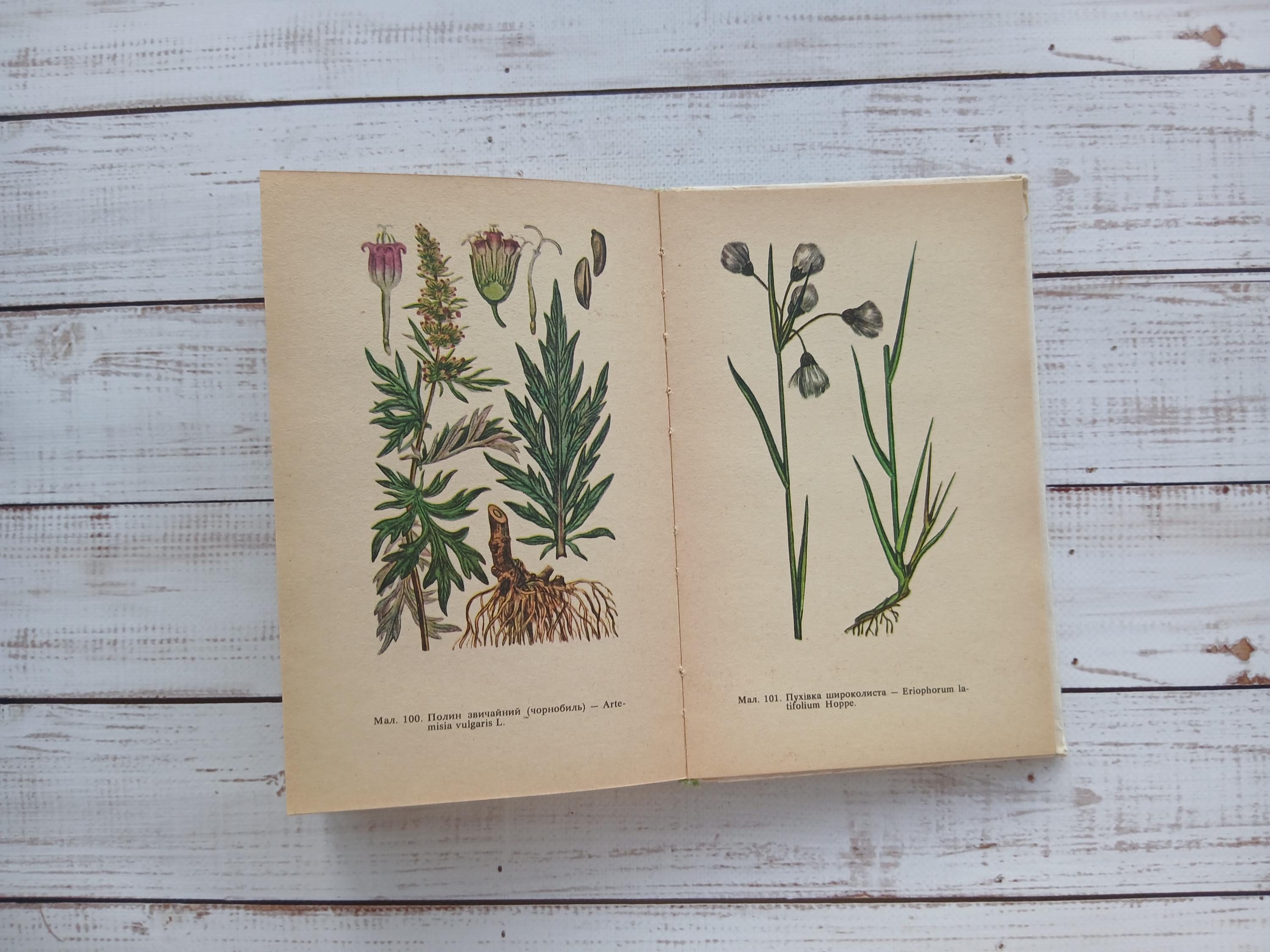ヴィンテージ薬用植物図鑑 – 1970年代のカラー植物図鑑 - Etsy 日本