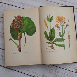 Botanical illustrations of herbs in vintage botanical book - More then 100 medicinal plant illustrations