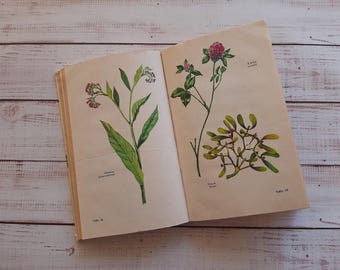 Medicinal Plants - Vintage botany book with beautiful color drawings - Wild Forest Herbs Flower Illustration