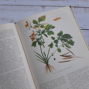 Vintage botany book with more then 100 beautiful color drawings of medicinal plants, wild forest herbs - Plants \ flowers Illustrations