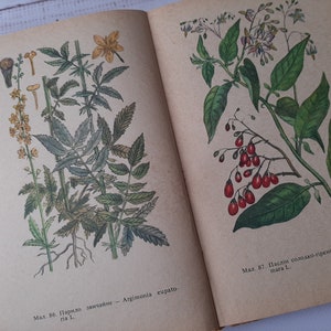 Illustrations botaniques d'herbes dans un livre botanique vintage - Plus de 100 illustrations de plantes médicinales