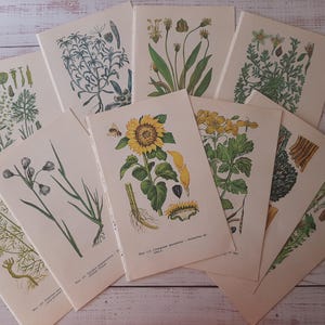 Pagine di libri botanici d'epoca - 8 doppie pagine di piante medicinali - Illustrazione di dipinti floreali - Collage di dipinti naturalistici - Effimere di carta