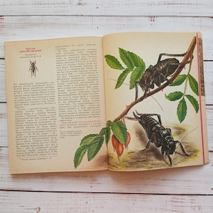 Vintage book about beetles \ bugs &quot; Insects of the Red Book of the USSR &quot; with lot of Illustrations of butterflies, dragonflies