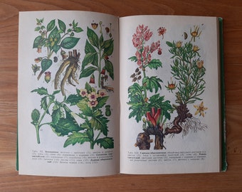 Vintage botanisches Buch mit Farbzeichnungen und Schwarz-Weiß-Illustrationen – Walddroge – Kräuterblume