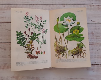 Medicinal Plants - Vintage botany book with 80+ beautiful color drawings - Wild Forest Herbs Flower Illustration