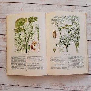 livre botanique vintage avec plus de 100 beaux dessins en couleur de plantes médicinales, drogue herbacée de la forêt sauvage - Illustration de fleurs d'herbes