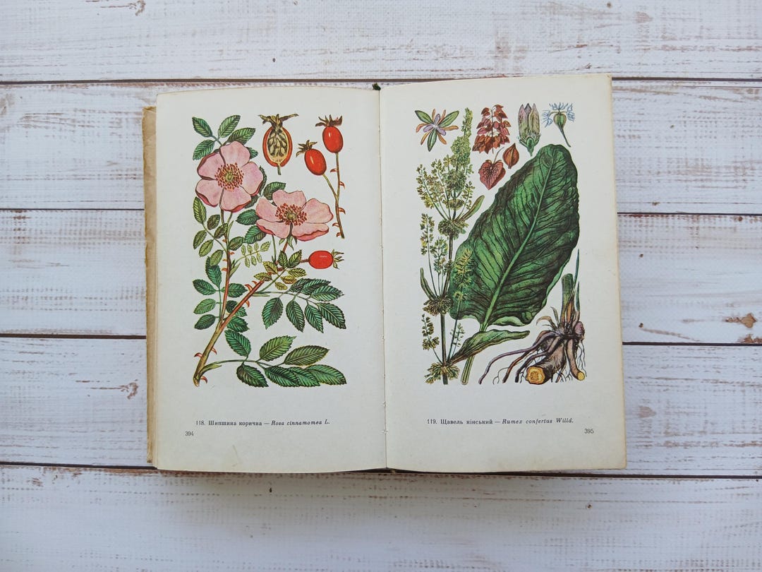 ヴィンテージ薬用植物図鑑 – 1970年代のカラー植物イラスト - Etsy 日本