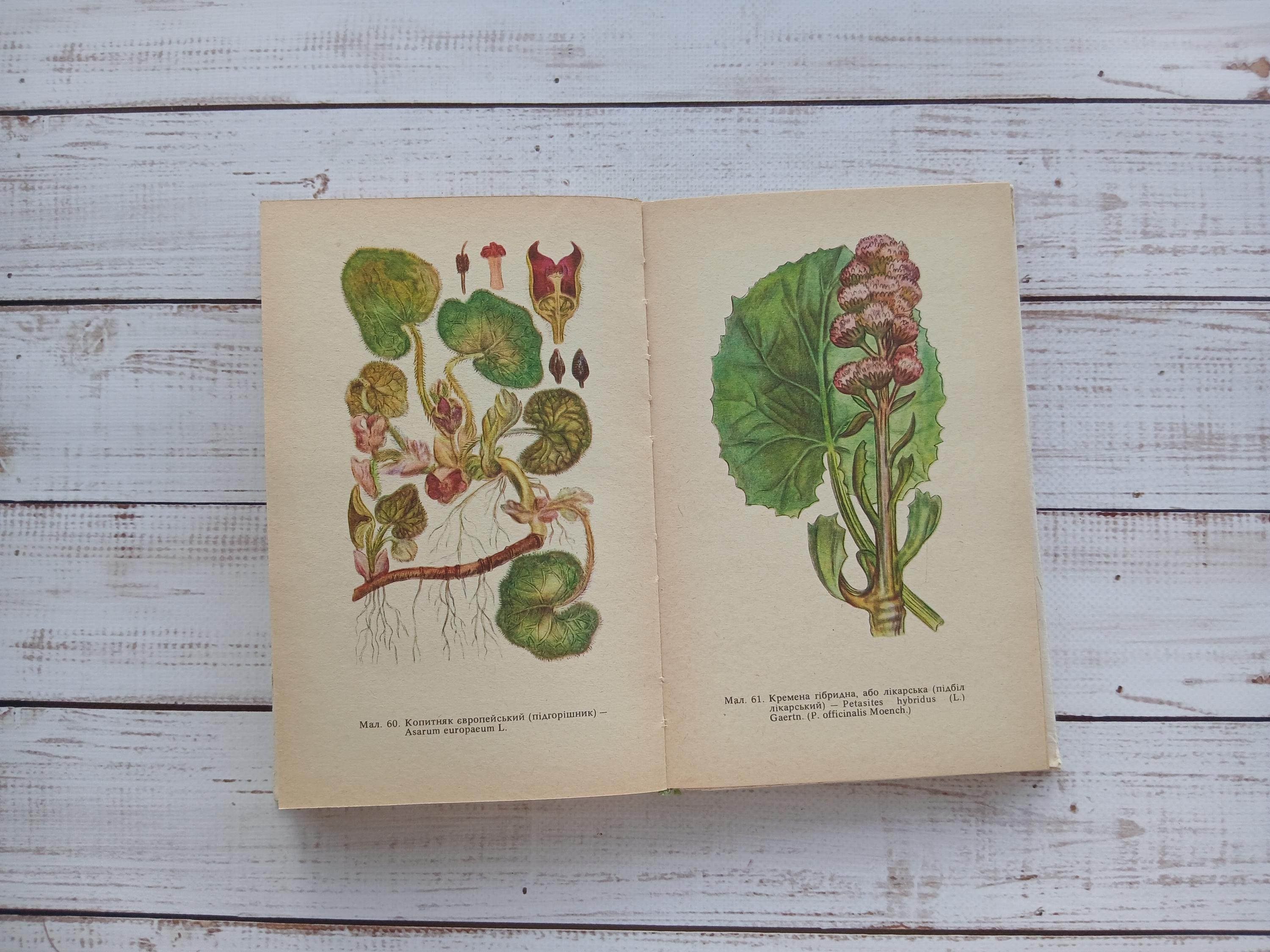 ヴィンテージ薬用植物図鑑 – 1970年代のカラー植物図鑑 - Etsy 日本