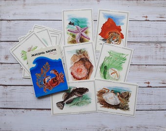 Vintage Marine Life Postcard Set: Sea of Japan Illustrations (16pc, 1989)