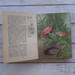 水槽の魚に関するヴィンテージの本 - 魚のカラーイラスト付きのヴィンテージの本 - 参考書 - 図解本 - 動物