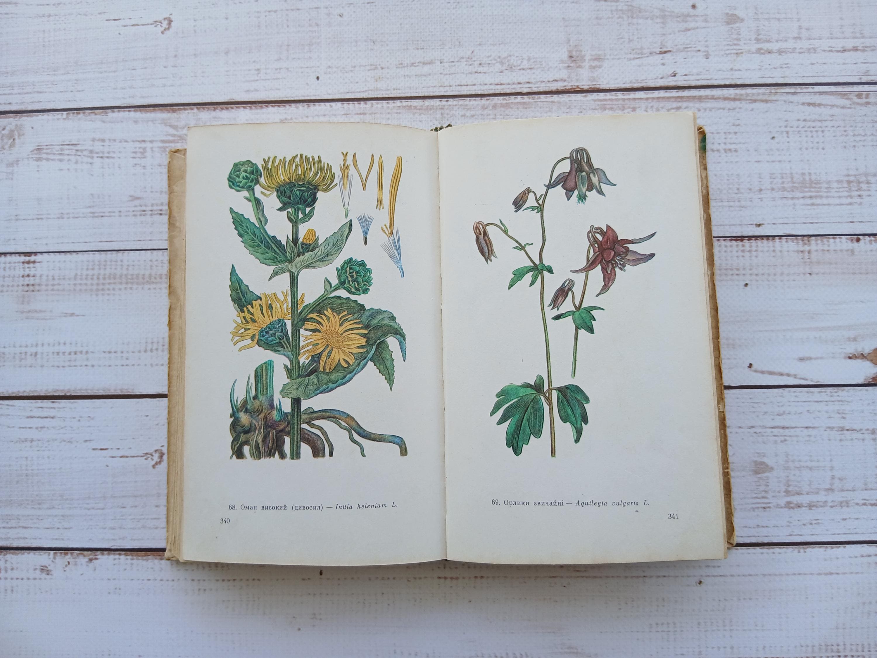 ヴィンテージ薬用植物図鑑 – 1970年代のカラー植物イラスト - Etsy 日本