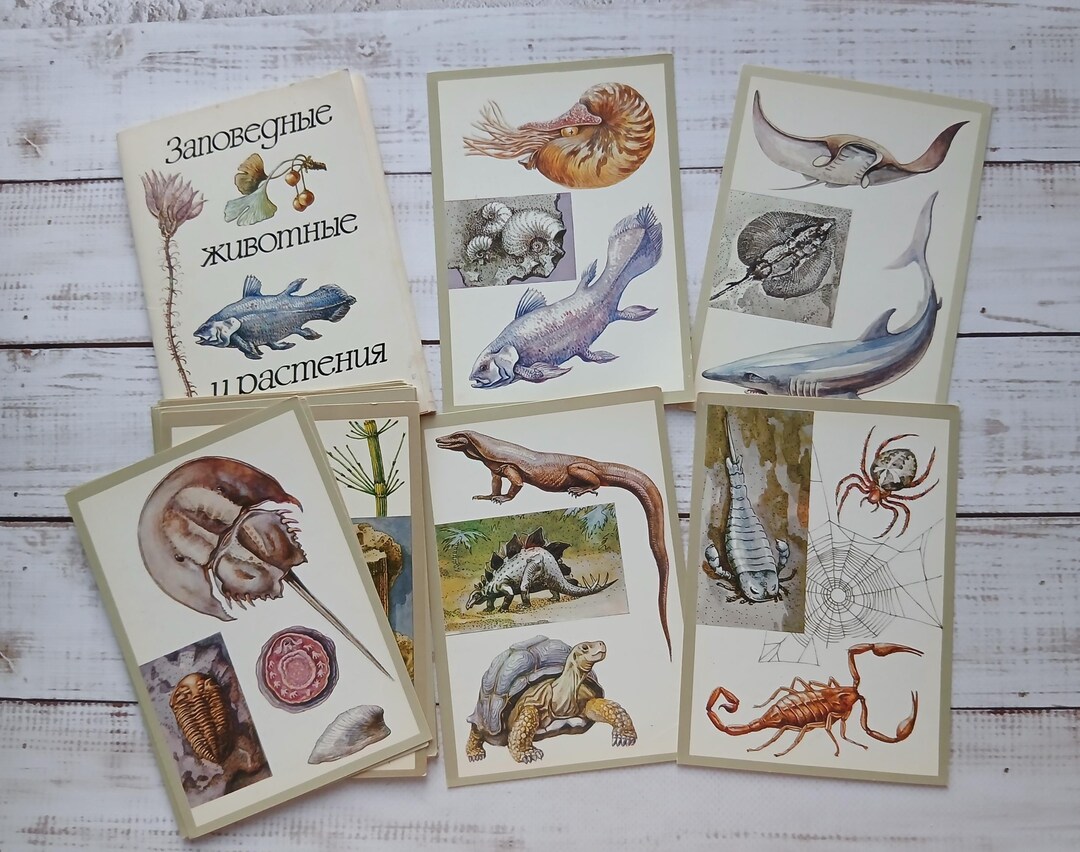 Set of 16 Vintage Postcards With Botany and Animals - Wall Decor - Etsy