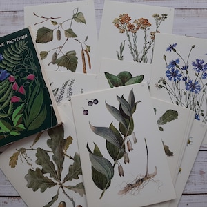 Juego de 32 postales botánicas vintage - Ilustración de flores silvestres - Impresión artística de plantas medicinales - Postales botánicas - Juego botánico