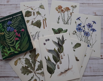 Vintage Botanical Postcard Set: USSR Wildflower & Medicinal Plant Prints