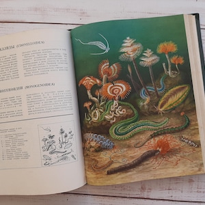 Life of animals large format color Illustrated vintage book -  Drawn illustrations of nature - Animals print \ poster - Vintage wall decor