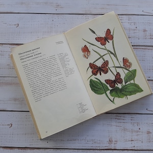 60+ illustrations of butterflies on vintage Illustrated book - Painted butterflies decor - Butterflies watercolor - Entomology book