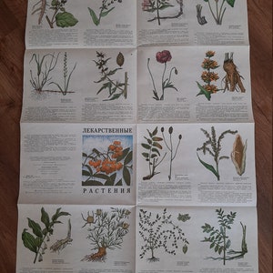 Páginas de plantas medicinales antiguas - Dibujos de flores - Impresión botánica - Plantas silvestres del bosque - Papel efímero