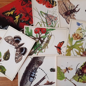 Postcards butterflies, beetles, insects set of 16 - painted butterflies - butterflies decor - butterflies watercolor - Vintage Postcard