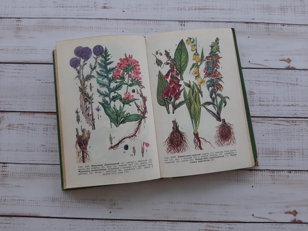 Vintage Botanical Book: 45+ Color Herb & Flower Illustrations - Etsy