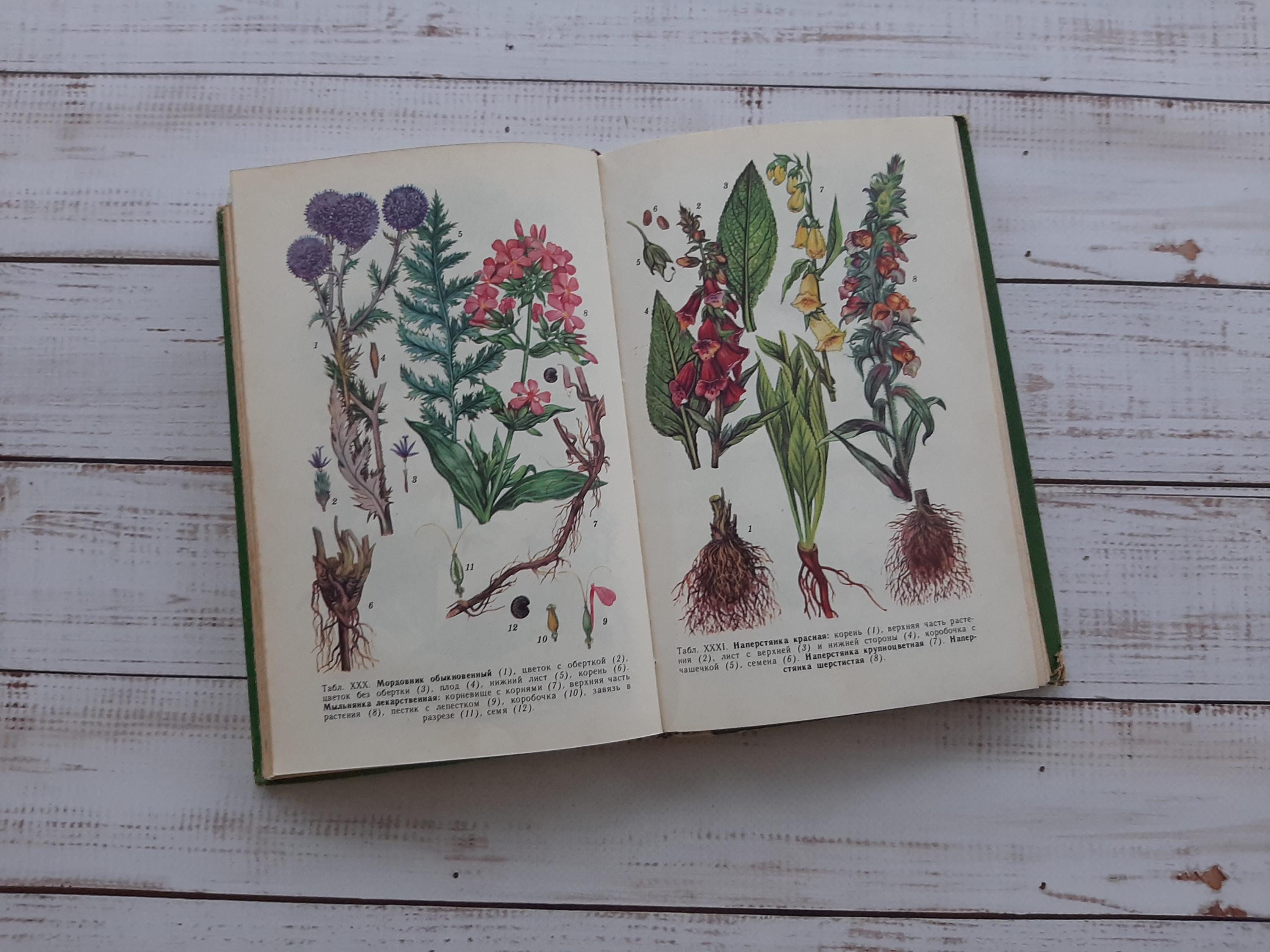 Botanical Key Book Vintage Botanical Book: 45+ Color Herb & Flower Illustrations - Etsy