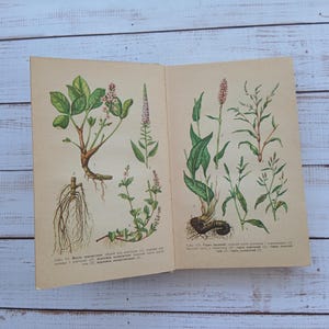 Vintage botanisches Buch mit farbigen Zeichnungen und Schwarz-Weiß-Illustrationen
