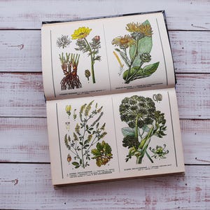 Vintage botanical book with lot of color illustrations of medicinal plants - Botanical illustrations of herbs - Botany wall decor