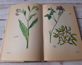 Heilpflanzen - Vintage Botanikbuch mit wunderschönen Farbzeichnungen - Wilde Waldkräuter Blumen Illustration