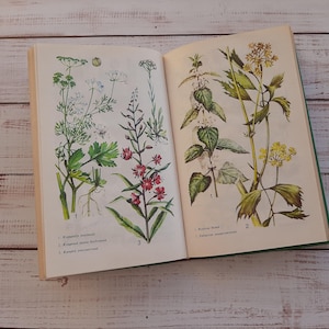 May include: A vintage book, open to show botanical illustrations of plants. The pages display detailed drawings of herbs and flowers in green, red, and yellow, with accompanying text. The book is set against a light wood background.